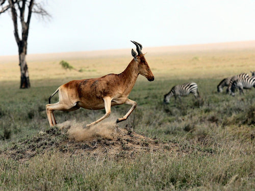 Serengeti National Park, Tanzania