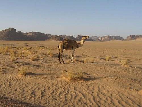 Camel in the Tassili, Algeria
