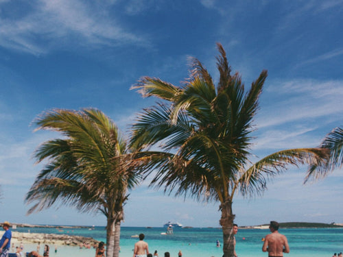 Palm trees on a beach, Bahamas