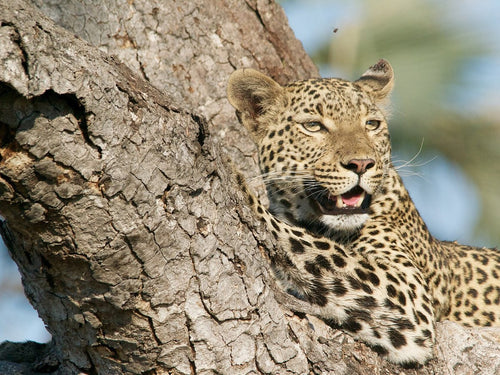 Leopard in Botswana